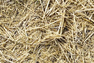 Straw, sawdust, manure in the zoom.