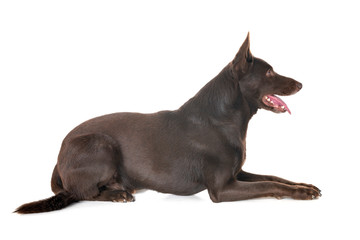 Australian Kelpie in studio
