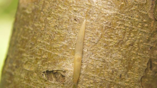 yellow gastropod mollusk crawls along tree trunk searching food inhabiting in moist biotopes extreme closeup. Concept ecology fauna environment