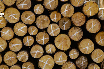 Wooden background, a lot of wood from round timber.