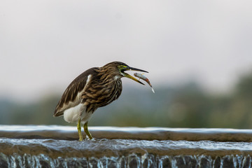 Indian Pond Herons are resident birds of Gujarat, India and can be found in most of the water-body, ponds or lakes. Their main food source are fishes.