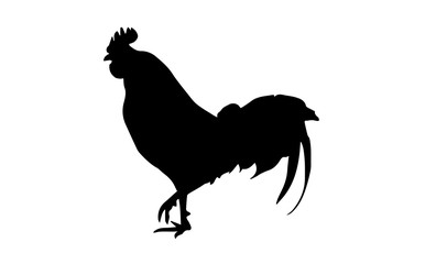Silhouette of rooster on white background