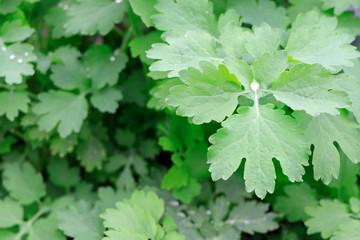 Fototapeta na wymiar Leaves of celandine. A medicinal plant. A drop of rain on green leaves. Young green plants in spring