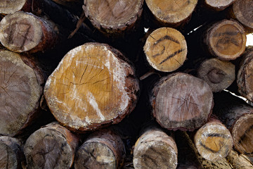 Wooden background, a lot of wood from round timber.