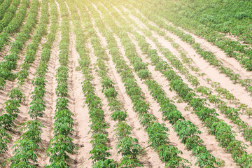 Potato Farming for Thai Farmers