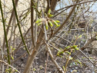 spring in the forest