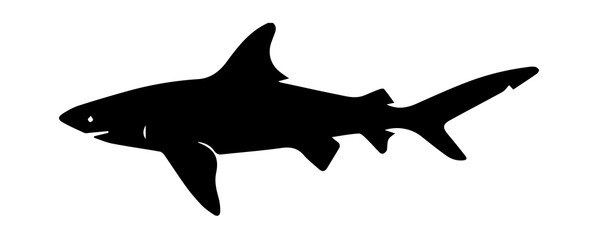 Shark silhouette on white background.