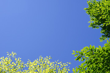 雲一つない青空に新緑がＬ字に囲むメッセージカード