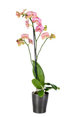 Phalaenopsis in studio