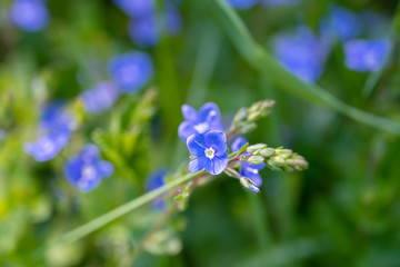 weiße Blüten im Frühling