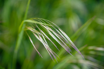 Gras, Closeup, Frühling