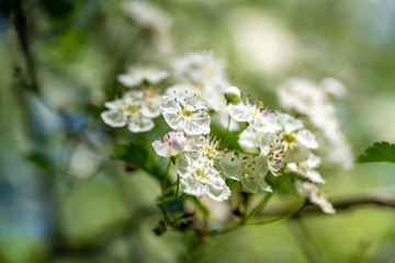  Blüten im Frühling