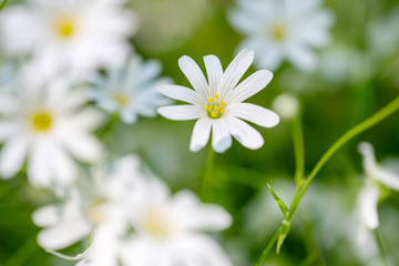 Blumenwiese im Frühling