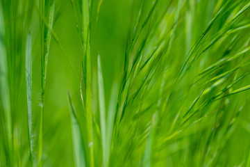 Gras, Closeup, Frühling