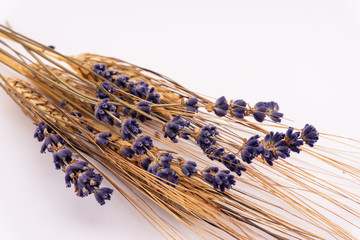 Close-up of a bunch of dried lavender and wheat on a white background