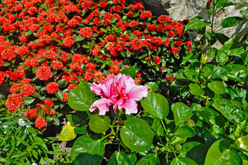 Vietnam. Summer. Flower arrangement on a flowerbed in a park. Against the background of bright green leaves, one magnificent pink flower and many rich red inflorescences.