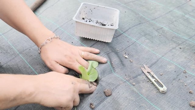 woman plants salad in the vegetable garden, colse up, slow motion