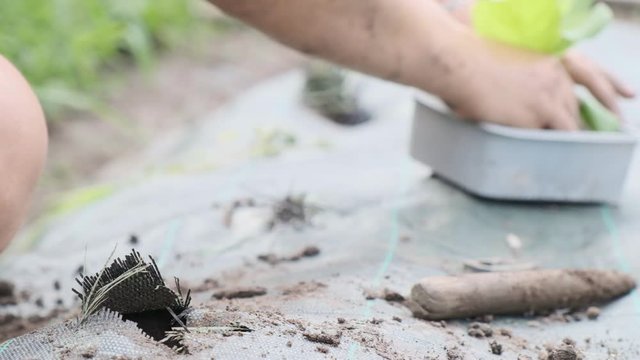 woman plants salad in the vegetable garden, colse up, slow motion
