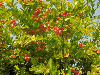 Close-up many red ripe fruit of Karanda fruits or Carunda, Christ's Thom, (Carissa carandas Linn.) blossom on branches with green leaves blurred background, the organic healthy fruit.