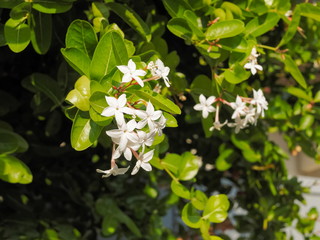 Close-up white flower of Karanda fruits or Carunda, Christ's Thom, (Carissa carandas Linn.) blossom on branches with green leaves blurred background, the organic healthy fruit.