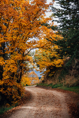 Obraz premium Autumn leaves orange red yellow fall way trail trees floor