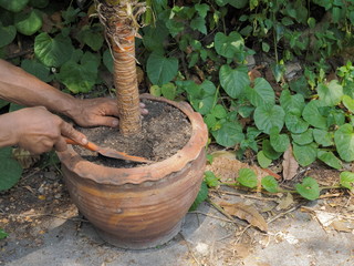 view the hand of gardener planting Dracaena loureiroi plant in flower pot.