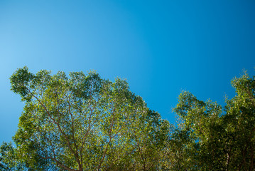 The background of the tree under the sky