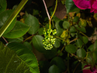 Baby Grapes Growing on Grapevine