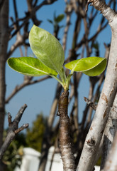 Leaves Sprouting from Tree
