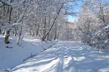 Snowy road in a mountain forest.