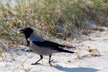 Crow with finding food on the beach on a sunny day.