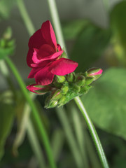 Pink Flower Macro 