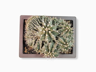 Top view of cristata cactus Gymnocalycium Cristata in flower pot isolated on white background.