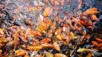 Obraz na płótnie Canvas A traditional fish pond in China, Asia with big fat bright colorful carp fish, feeding fish, background