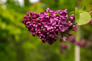 Beautiful violet lilac acid.