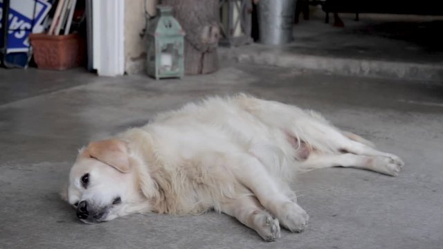 Funny Golden Retriever Dog Falling to the Ground