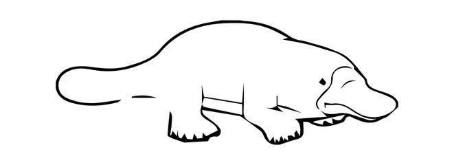 platypus on white background. Hits his tail on the ground