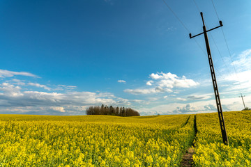 Warmia i Mazury. Rzepak.  © Marcinwarmia