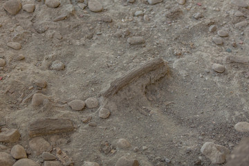Antiche ossa di mammut del periodo Pleistocene nel bacino di Venosa nel Parco di Notarchirico in...