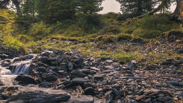 Motion time lapse of a small forest steam flowing into a rocky stream surrounded by trees in the mountains of Switzerland at Kleine Scheidegg, Grindelwald.