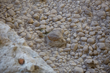 Antiche ossa di mammut del periodo Pleistocene nel bacino di Venosa nel Parco di Notarchirico in...