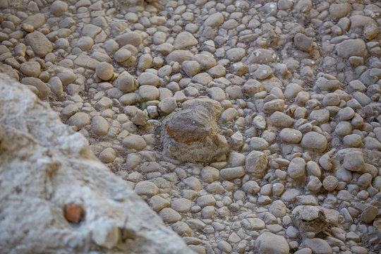 Antiche ossa di mammut del periodo Pleistocene nel bacino di Venosa nel Parco di Notarchirico in Basilicata in Italia del Sud