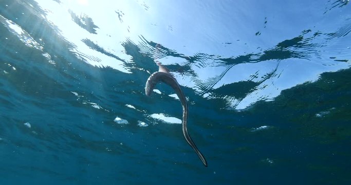 dead conger eel on the surface of water drifting dead fish underwater ocean scenery pollution