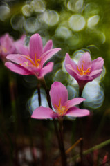 Fototapeta premium Pink Rain Lily