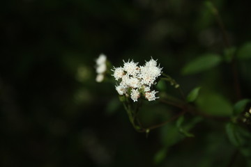 white flowers on a green background