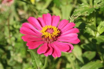 Fototapeta premium Flowers 