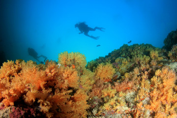 Naklejka na ściany i meble Scuba diving on underwater coral reef 