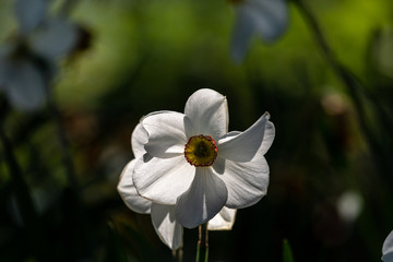 Blooming white narcissus in spring