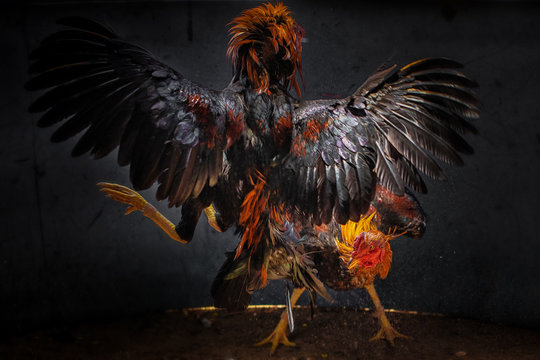 Fighting cock Gamecocks are considered a folk sport.