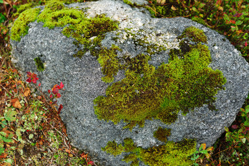 Obraz premium Green moss on stone